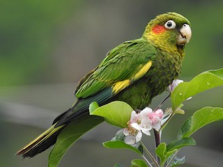  - Sulphur-winged Parakeet