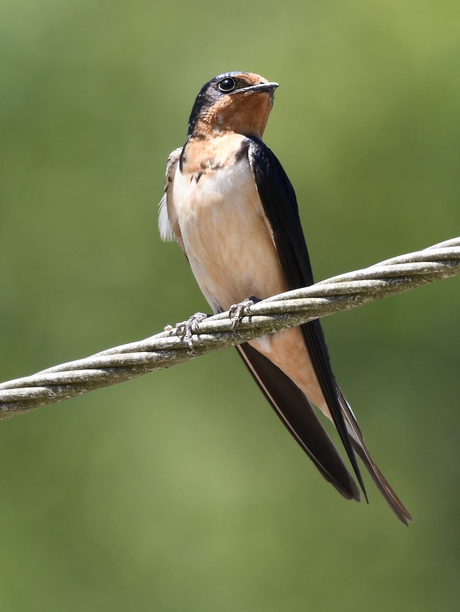 Barn Swallow - Cyndy Hardaker