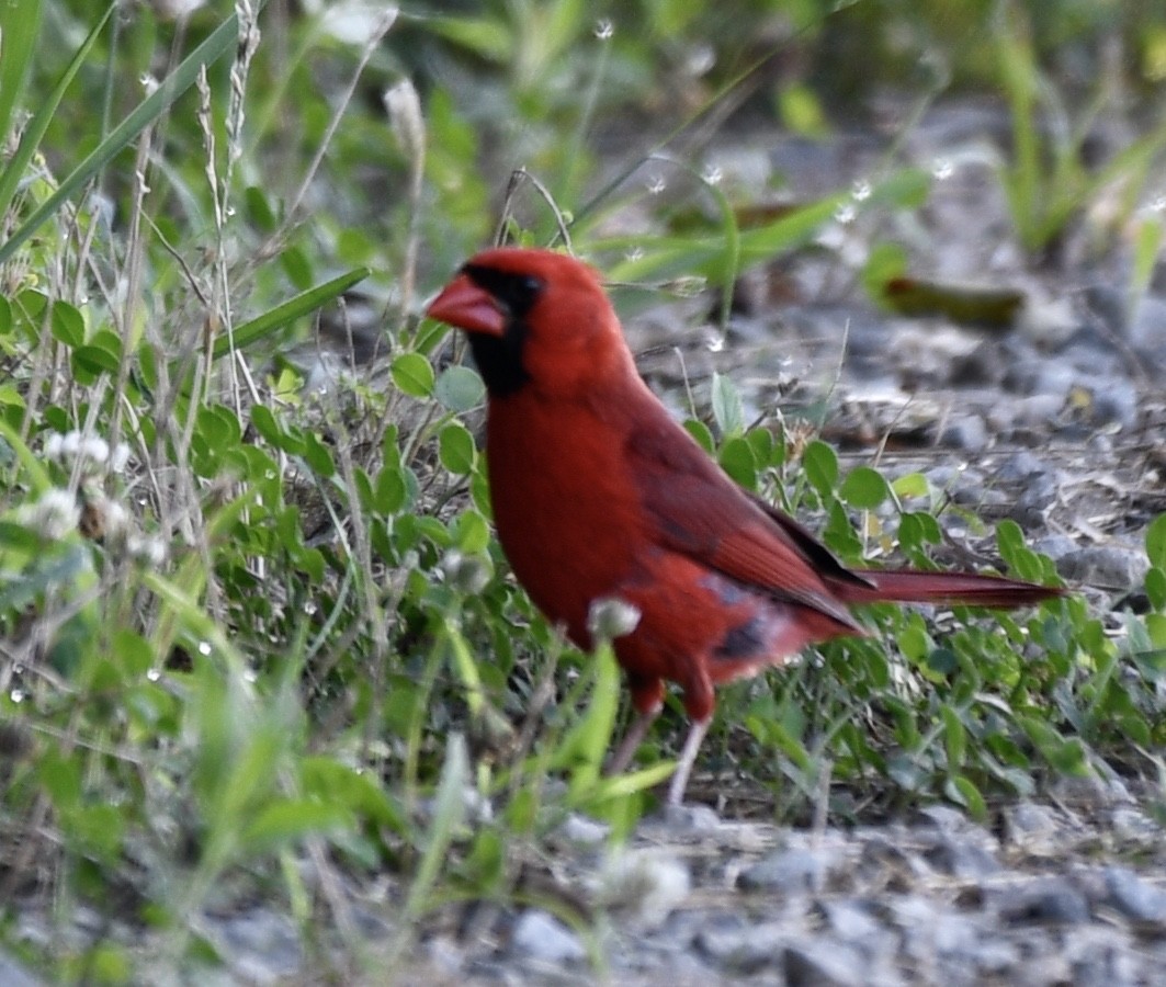 Cardinal rouge - ML244202451