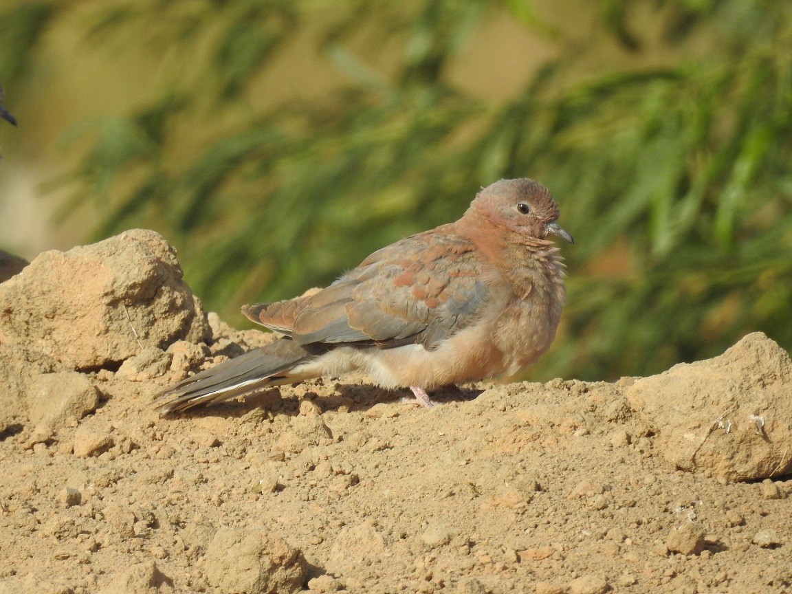 Laughing Dove - ML244206791