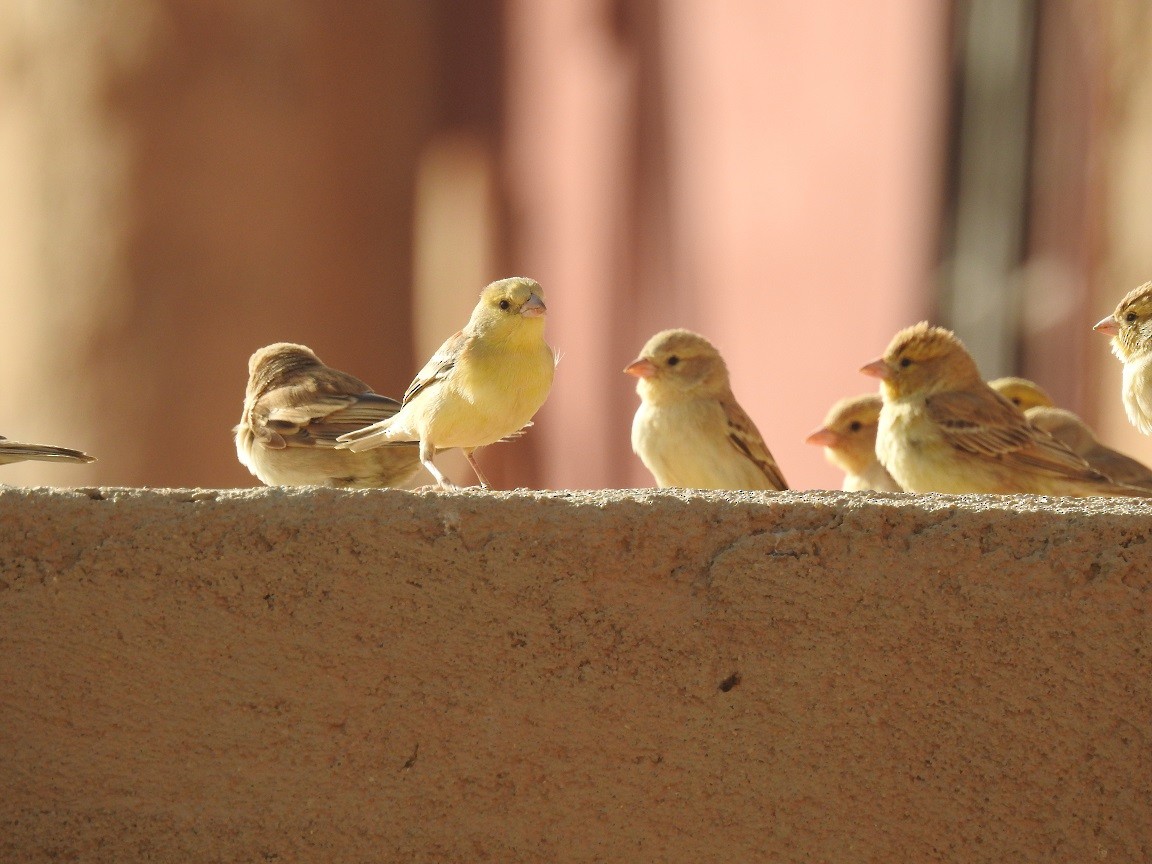 Sudan Golden Sparrow - ML244207321