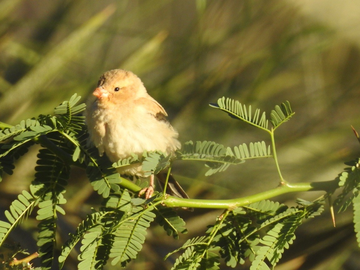 Sudan Golden Sparrow - ML244207351