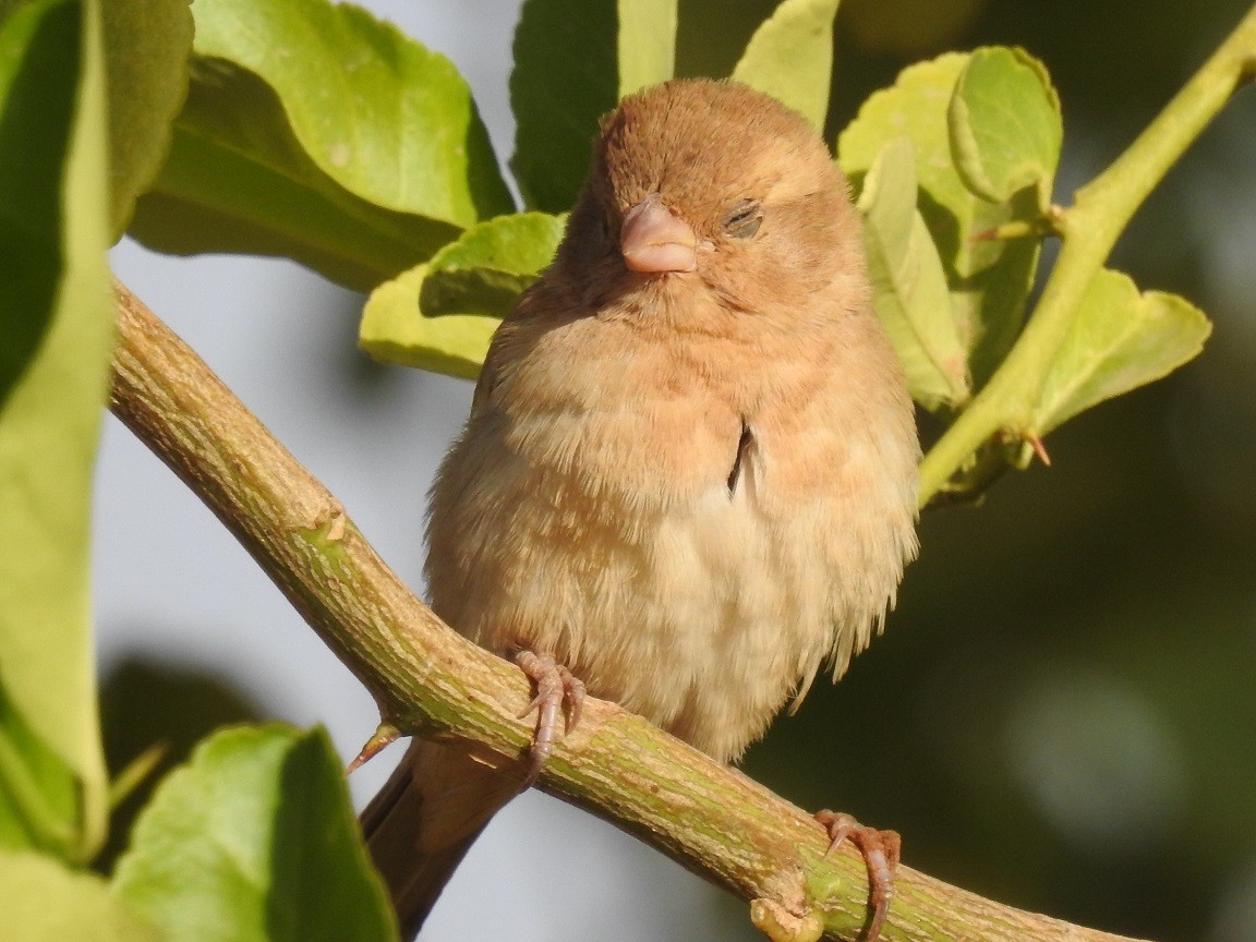 Sudan Golden Sparrow - ML244207361