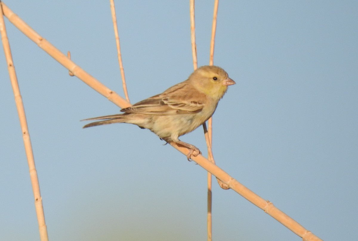 Sudan Golden Sparrow - ML244207391