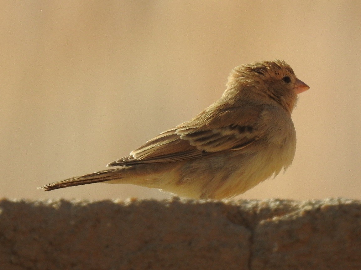 Sudan Golden Sparrow - ML244207401