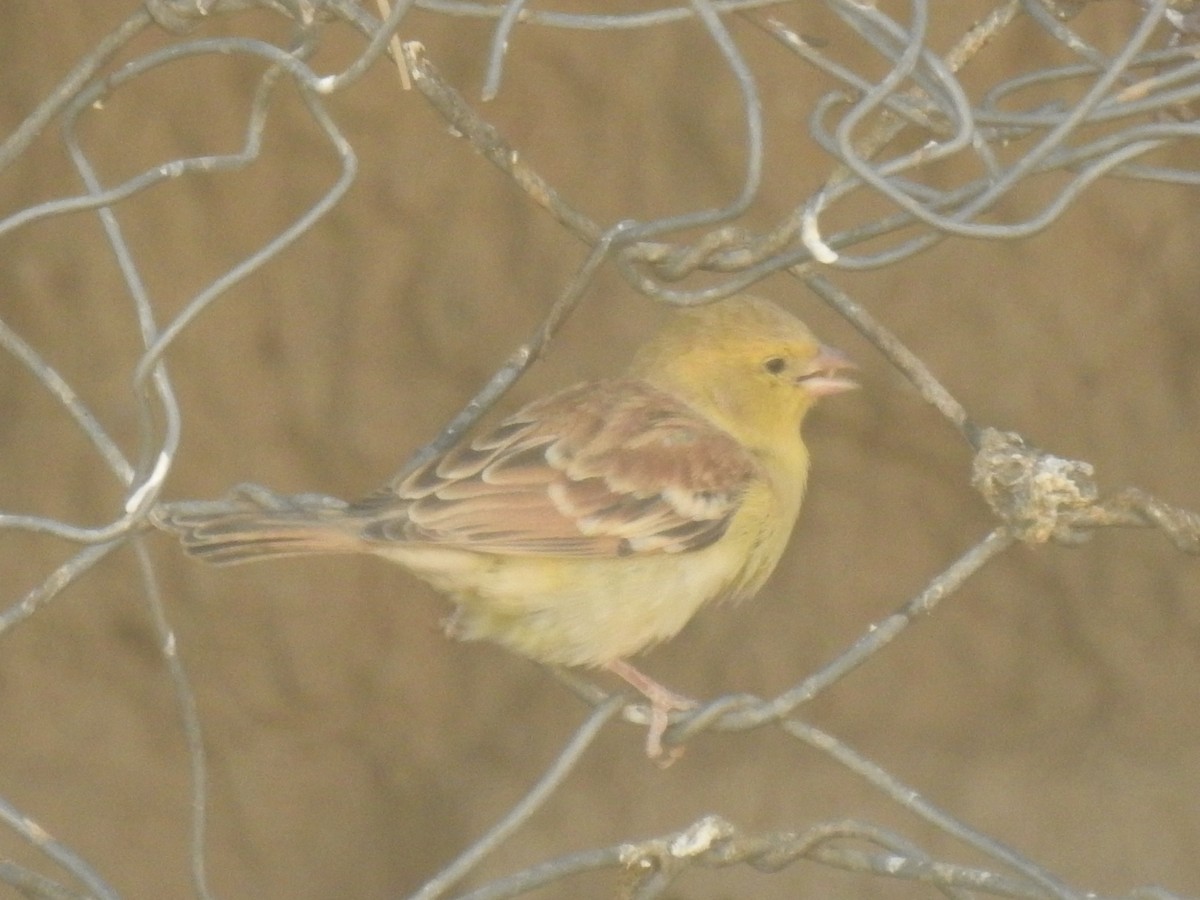 Sudan Golden Sparrow - ML244207621