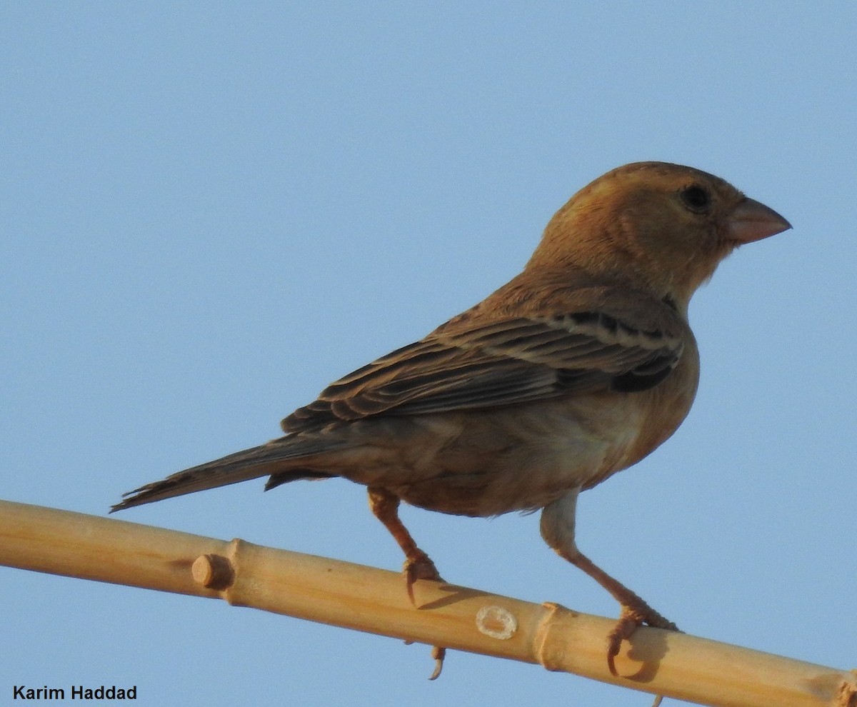 Sudan Golden Sparrow - Karim Haddad
