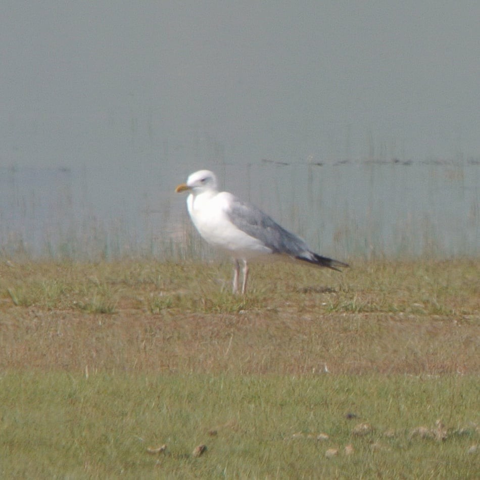 Herring Gull (Mongolian) - ML244214801