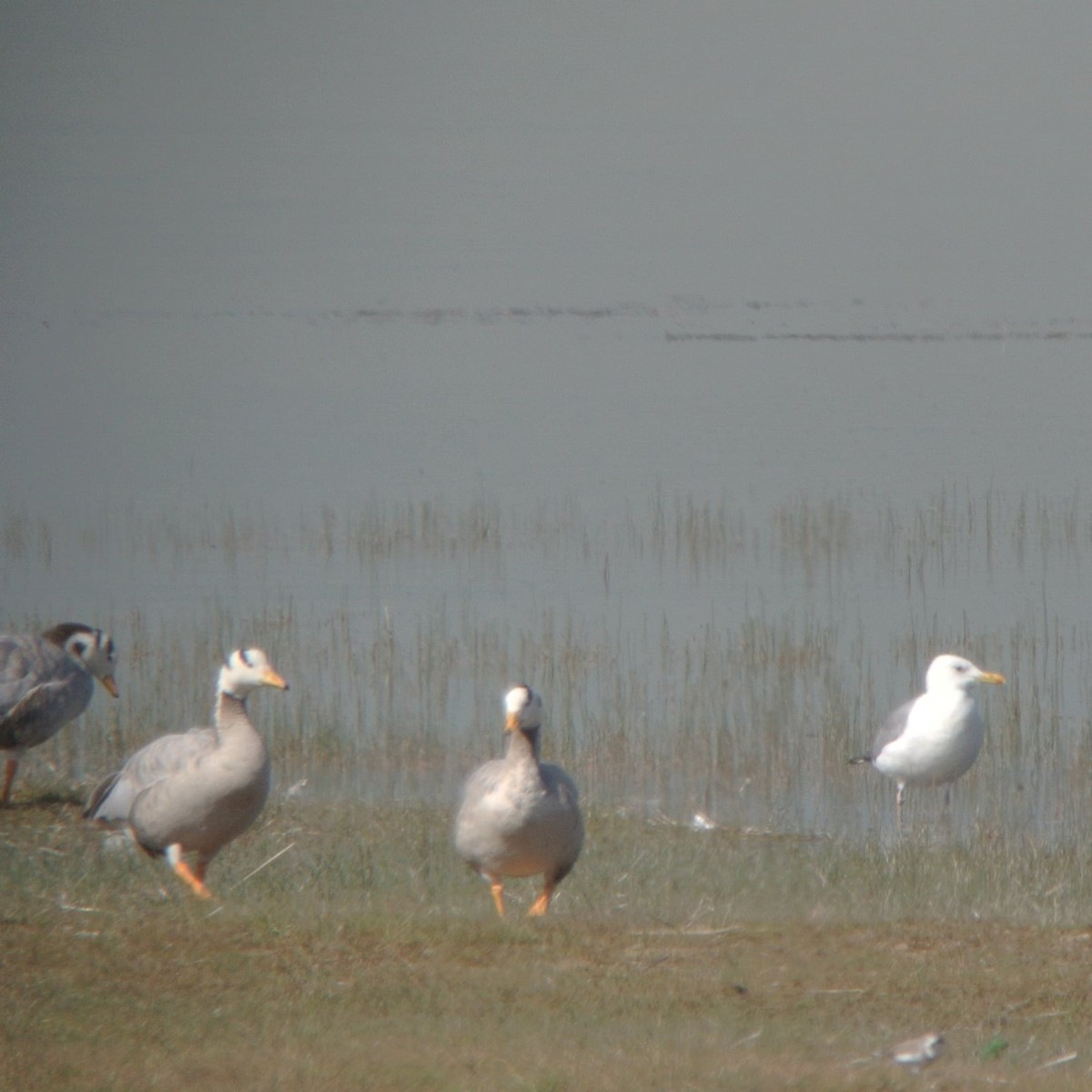 Herring Gull (Mongolian) - ML244214821