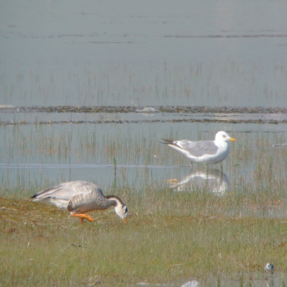 Herring Gull (Mongolian) - ML244214831