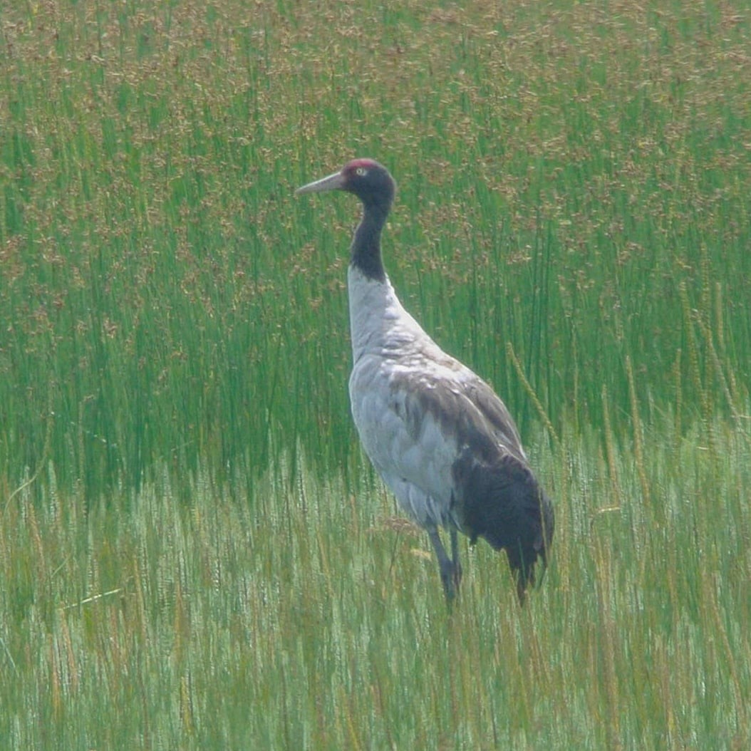 Black-necked Crane - ML244216081
