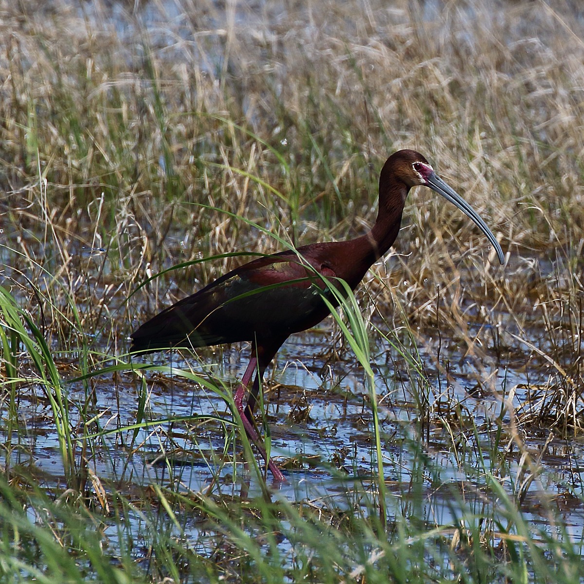 ibis americký - ML244217181