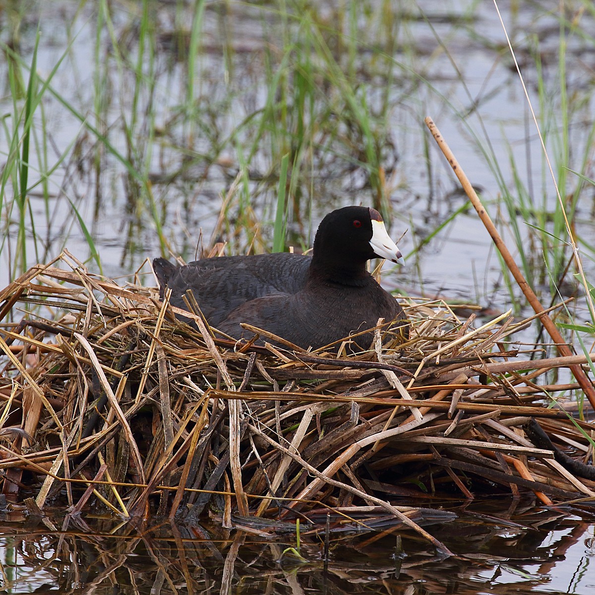 American Coot (Red-shielded) - ML244221211