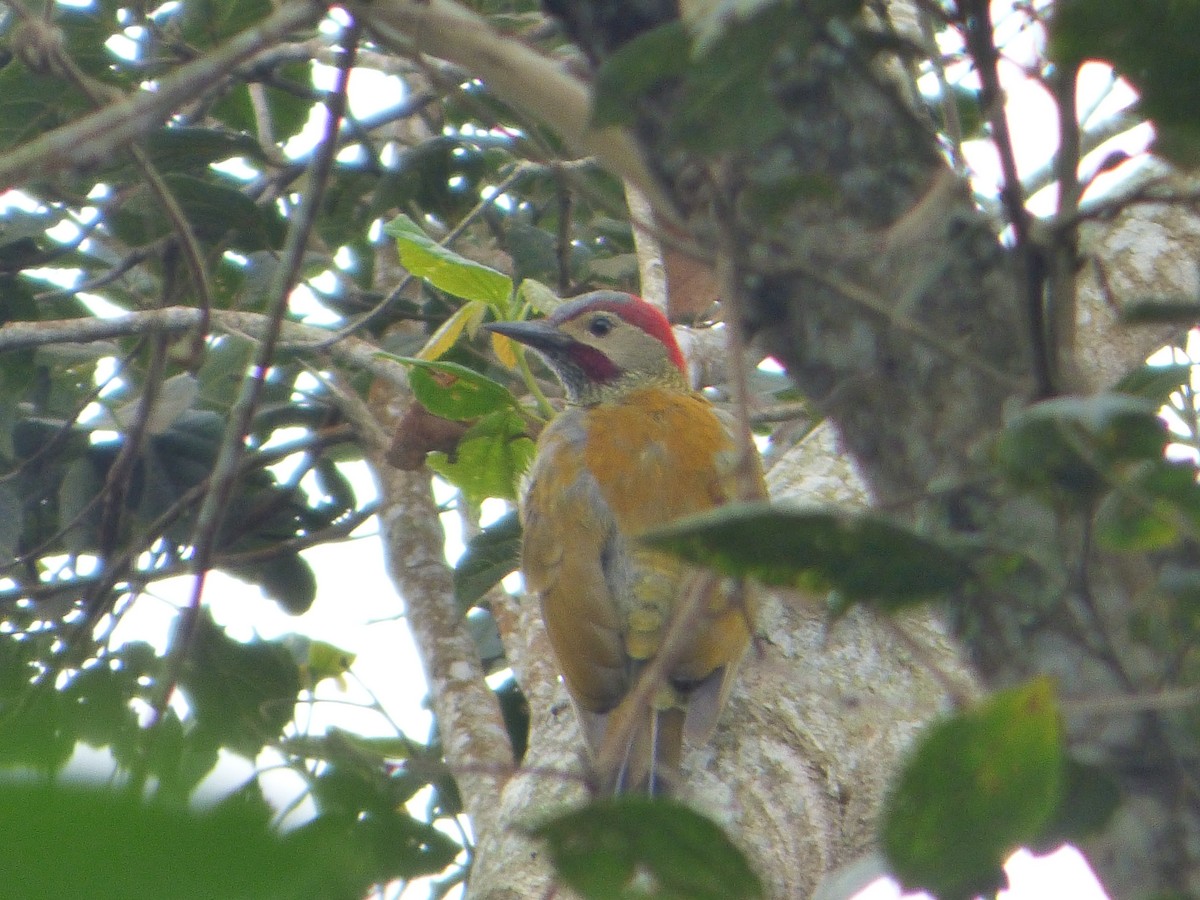 Golden-olive Woodpecker - Aurelie Letort