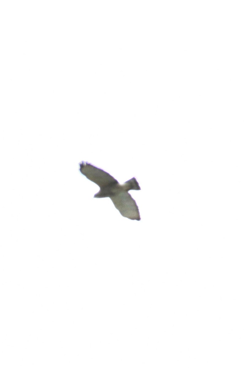Broad-winged Hawk - ML244231381