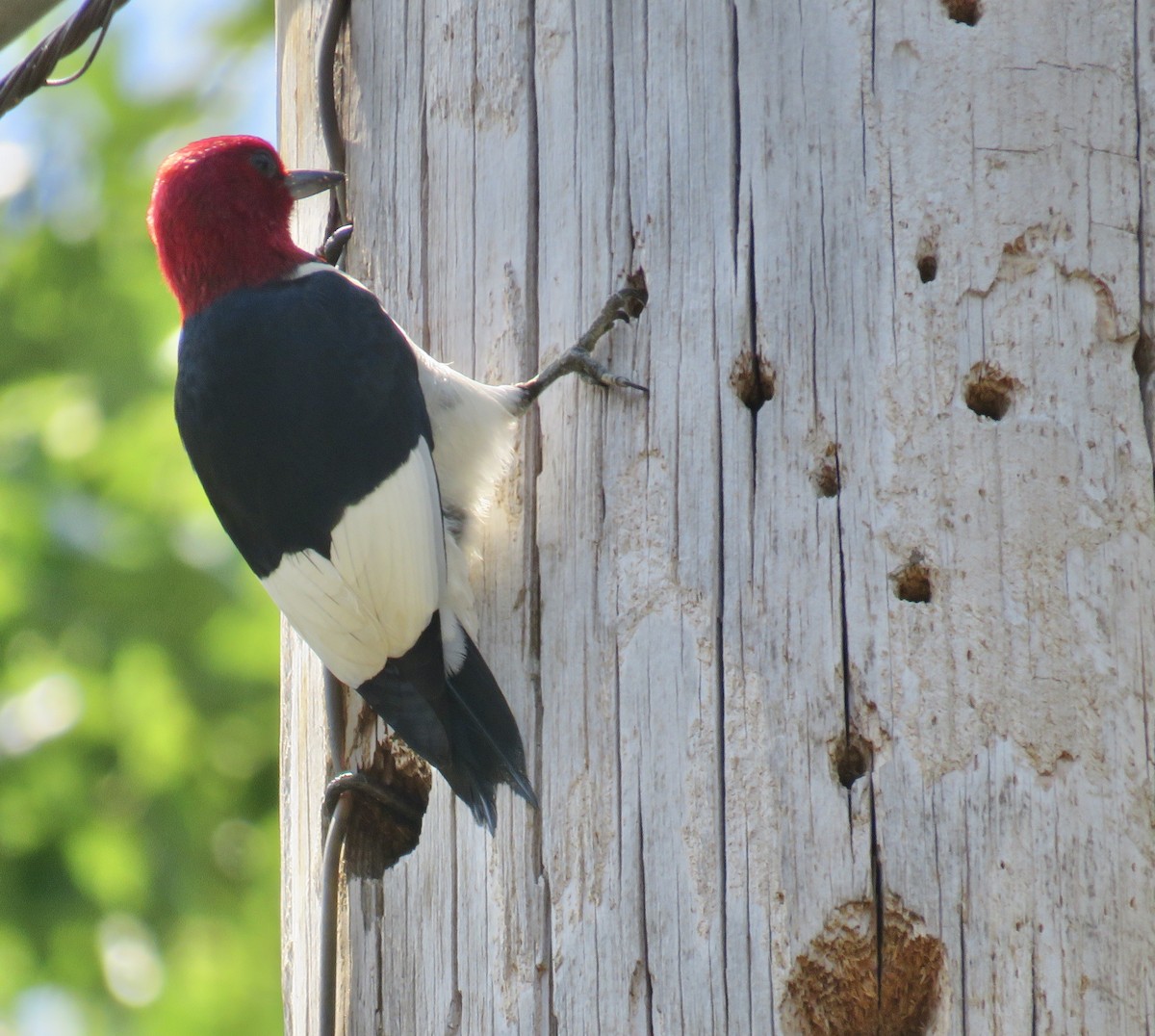 Red-headed Woodpecker - ML244232141