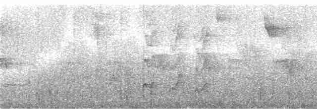Тиранчик-довгохвіст жовточеревий - ML244240