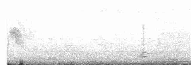 tyranovec vrbový - ML244240111