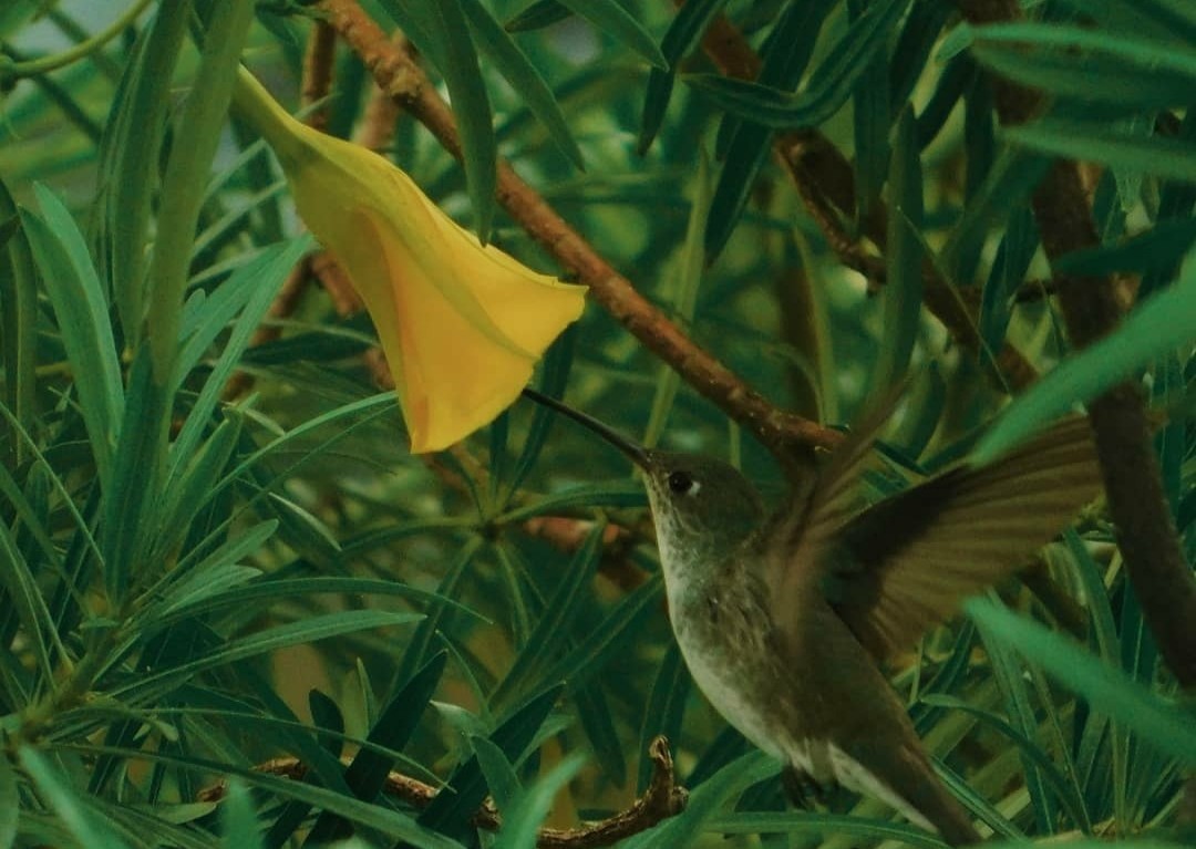 White-bellied Hummingbird - Genaro Mazzucco