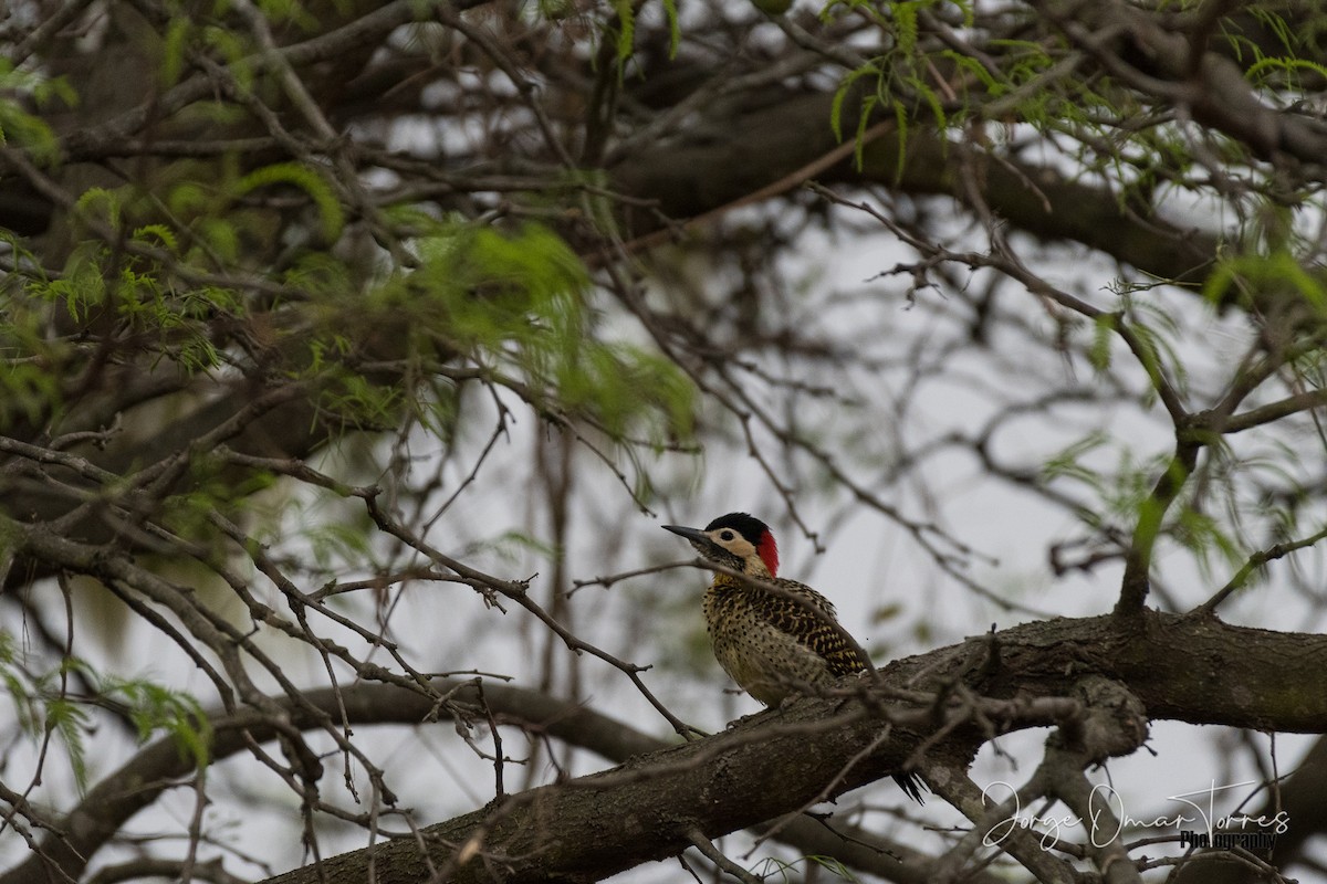 Green-barred Woodpecker - Jorge Omar Torres