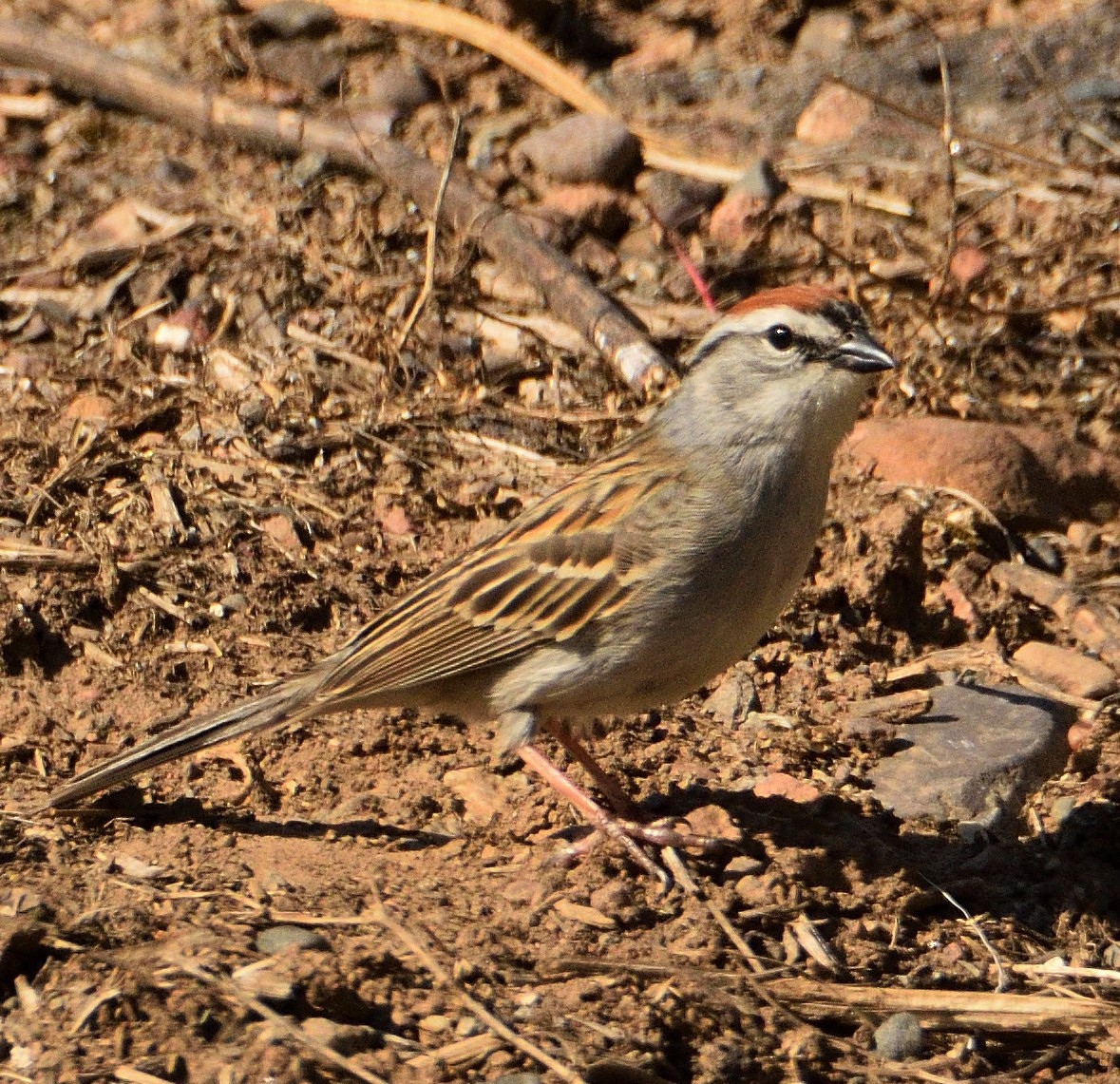 Chipping Sparrow - Linda Lee