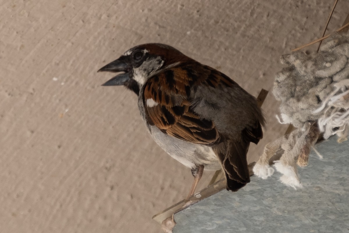 House Sparrow - ML244244401
