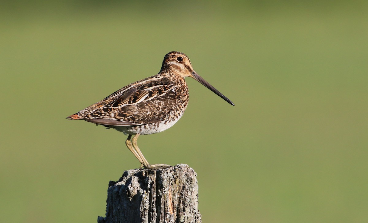 Wilson's Snipe - Diane St-Jacques