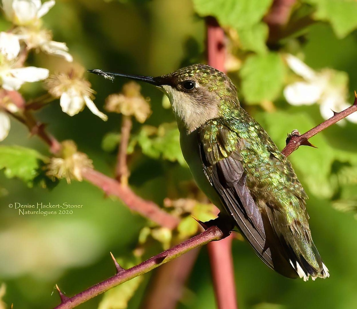 Ruby-throated Hummingbird - Scott Stoner