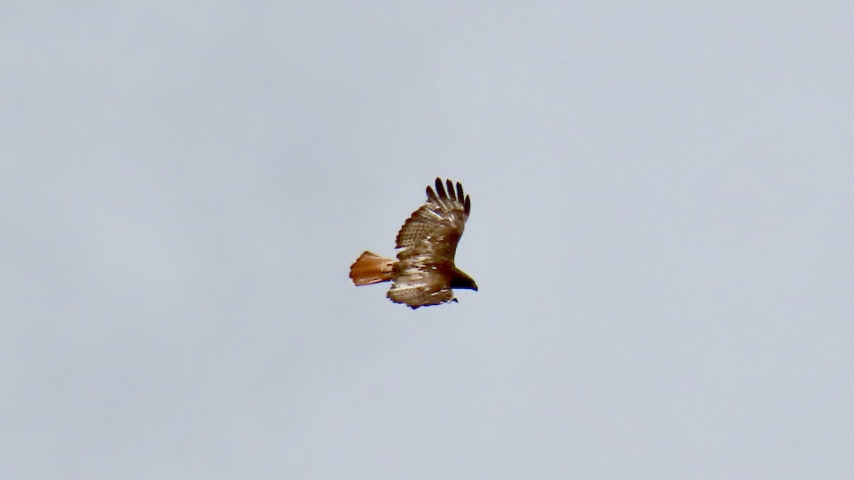 Red-tailed Hawk - ML244250121