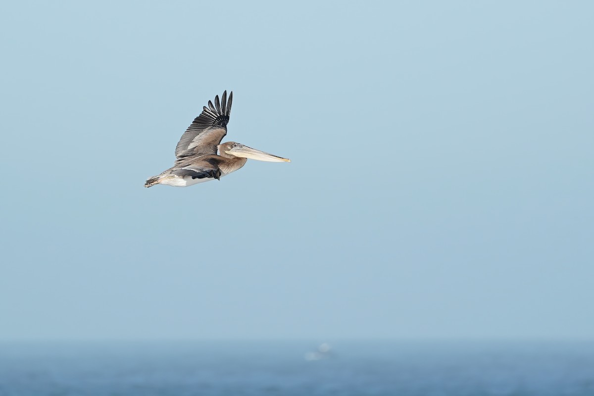 Brown Pelican (California) - ML244251591