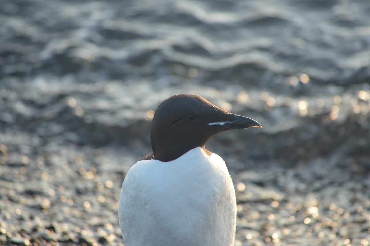 Thick-billed Murre - ML244254481