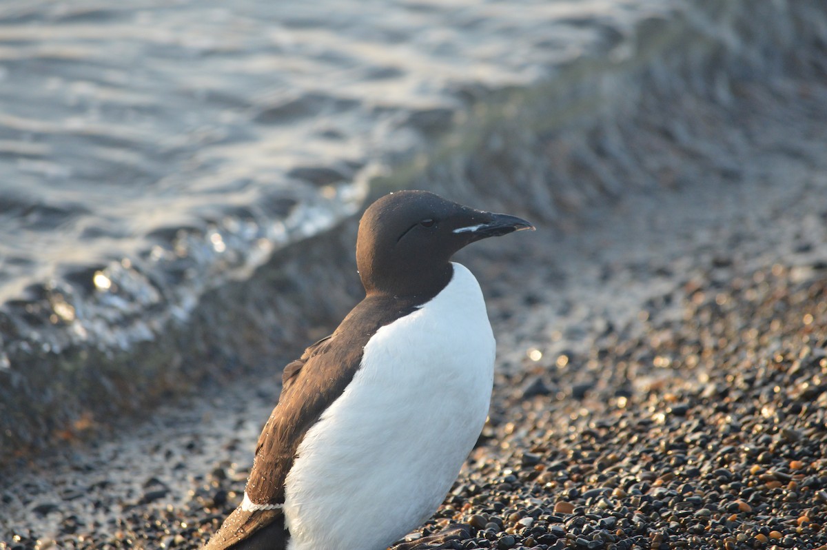 Thick-billed Murre - ML244254621