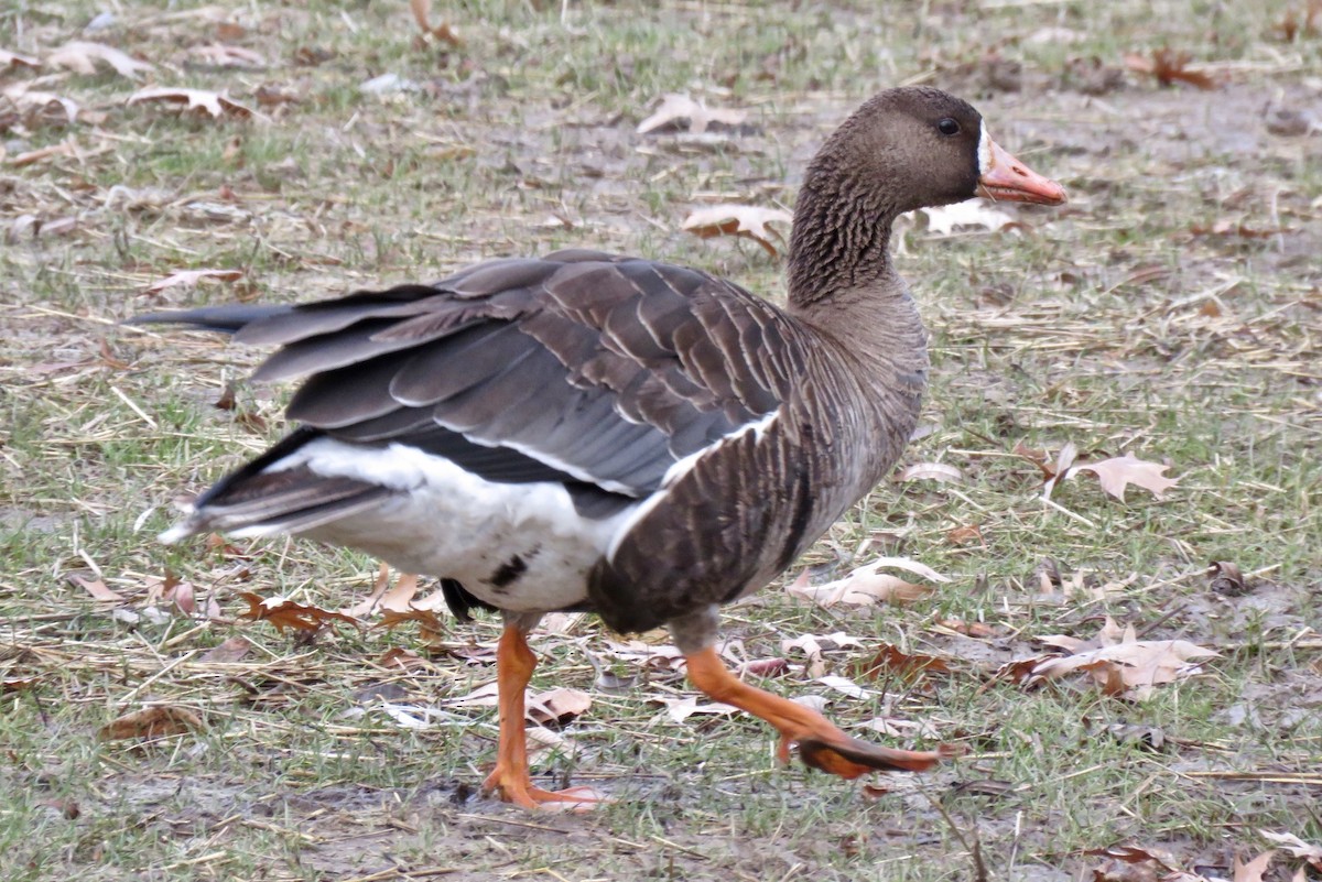 Greater White-fronted Goose - ML244265111