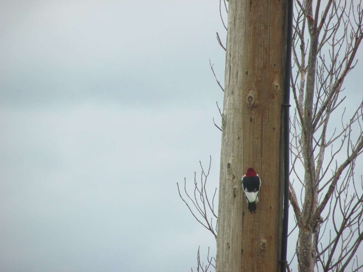 Red-headed Woodpecker - Krista Ellingson