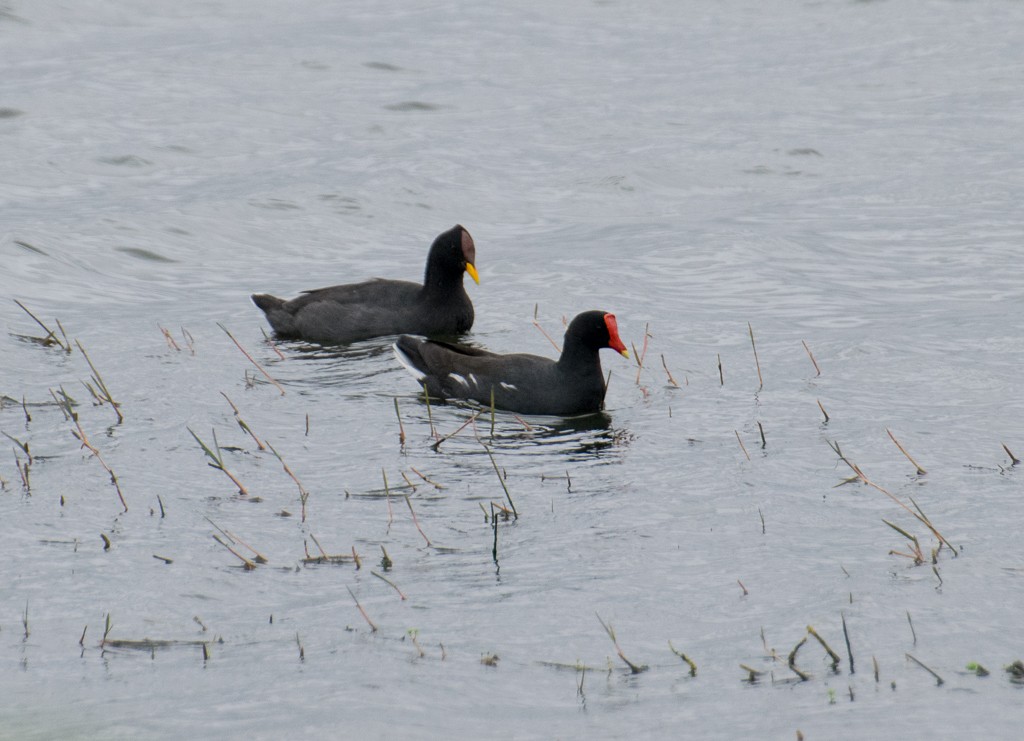 Red-fronted Coot - Gabriel Caram