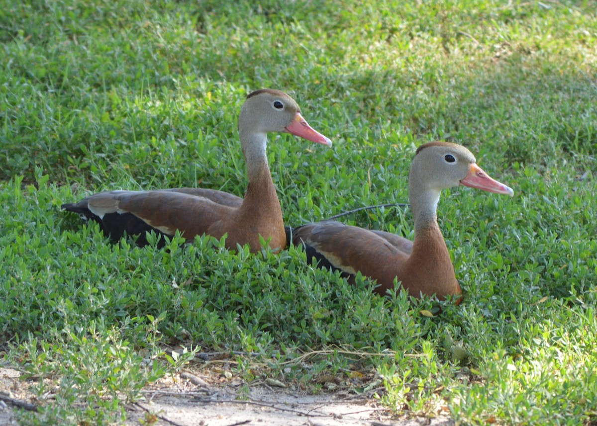 Black-bellied Whistling-Duck - Dave Klema