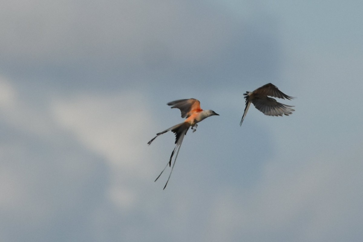 Scissor-tailed Flycatcher - Gary Yoder