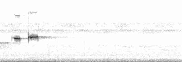 Белогорлая веерохвостка - ML244273411