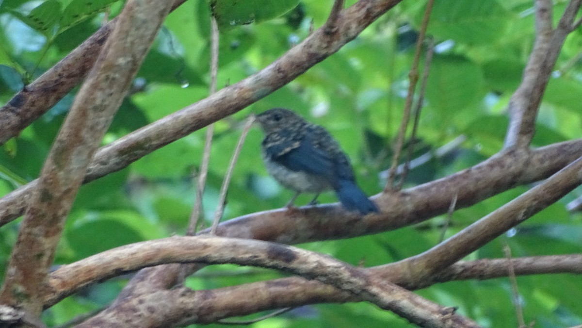 Mangrove Blue Flycatcher - ML244276051