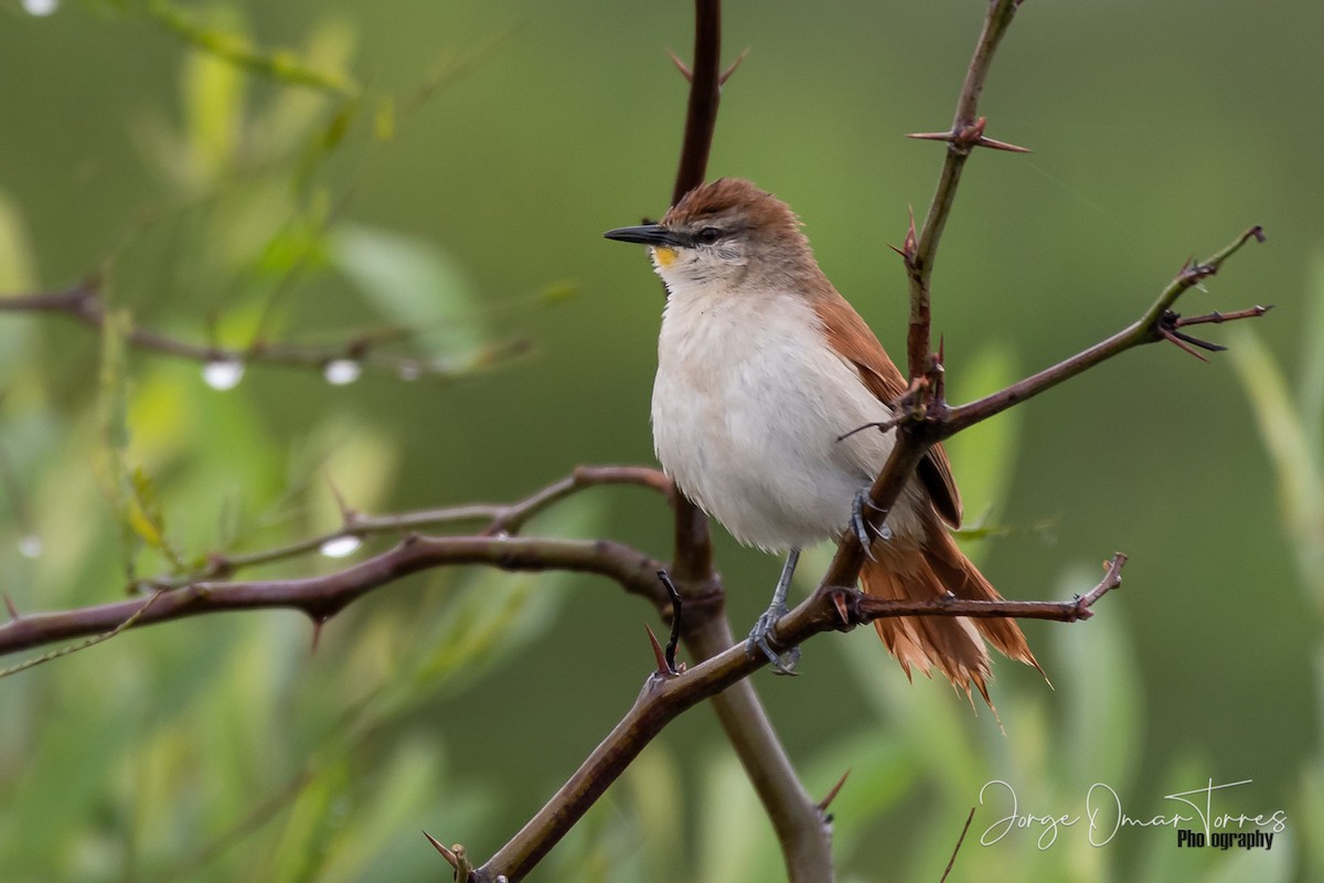 Yellow-chinned Spinetail - Jorge Omar Torres