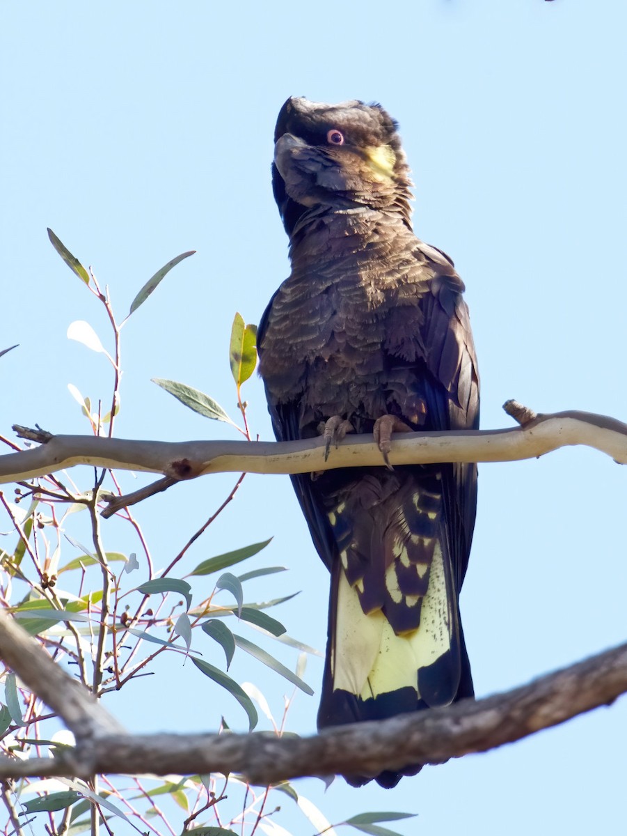 Yellow-tailed Black-Cockatoo - Peter Higgins