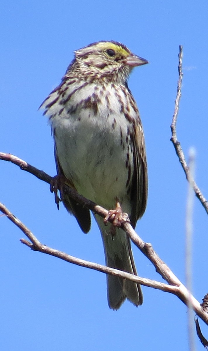 Savannah Sparrow - ML244285391