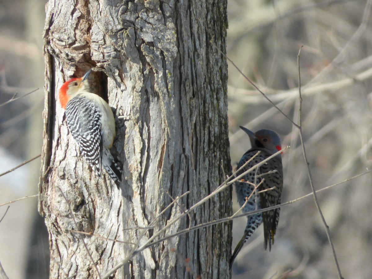 Red-bellied Woodpecker - Evan Coates