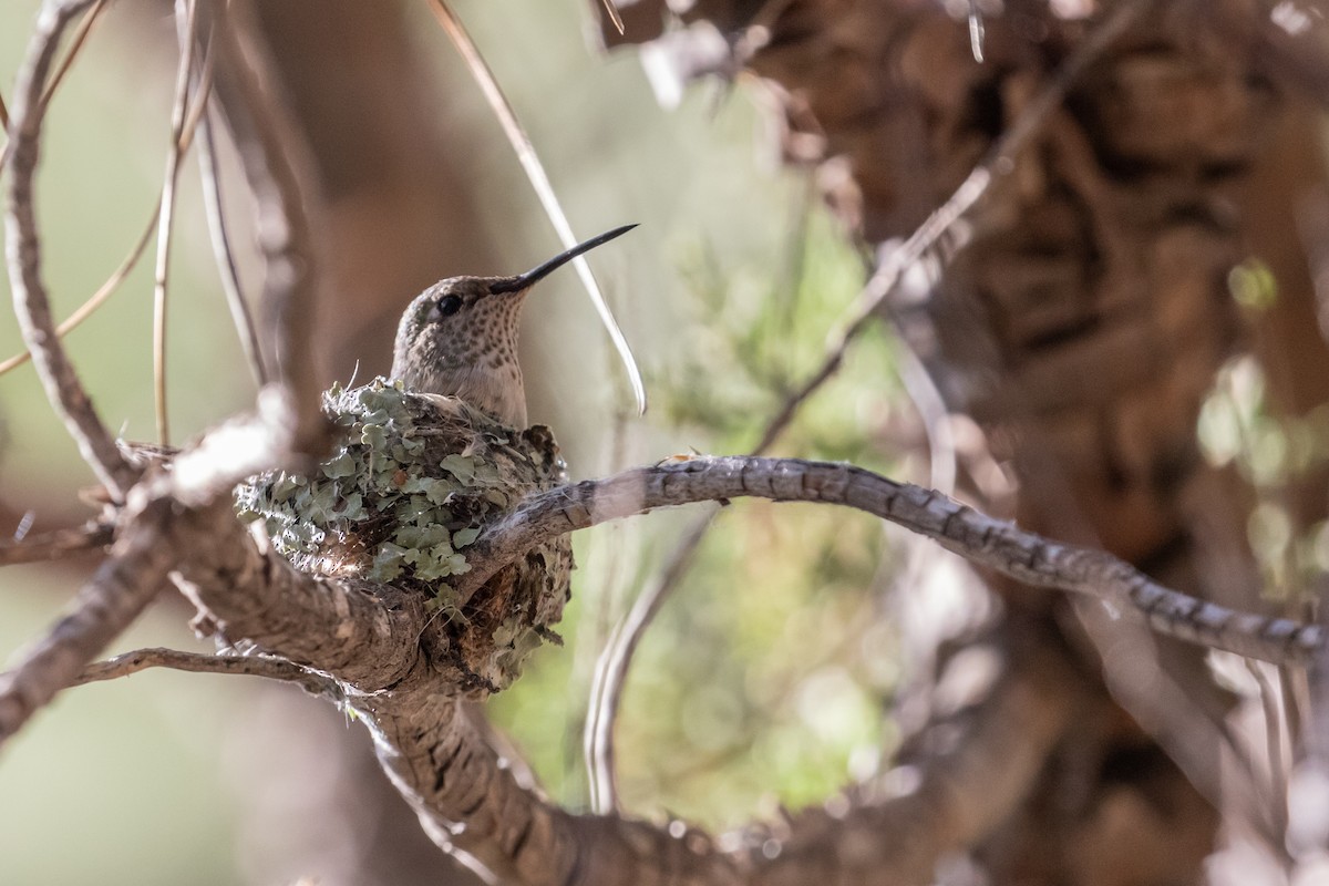 Broad-tailed Hummingbird - ML244287351
