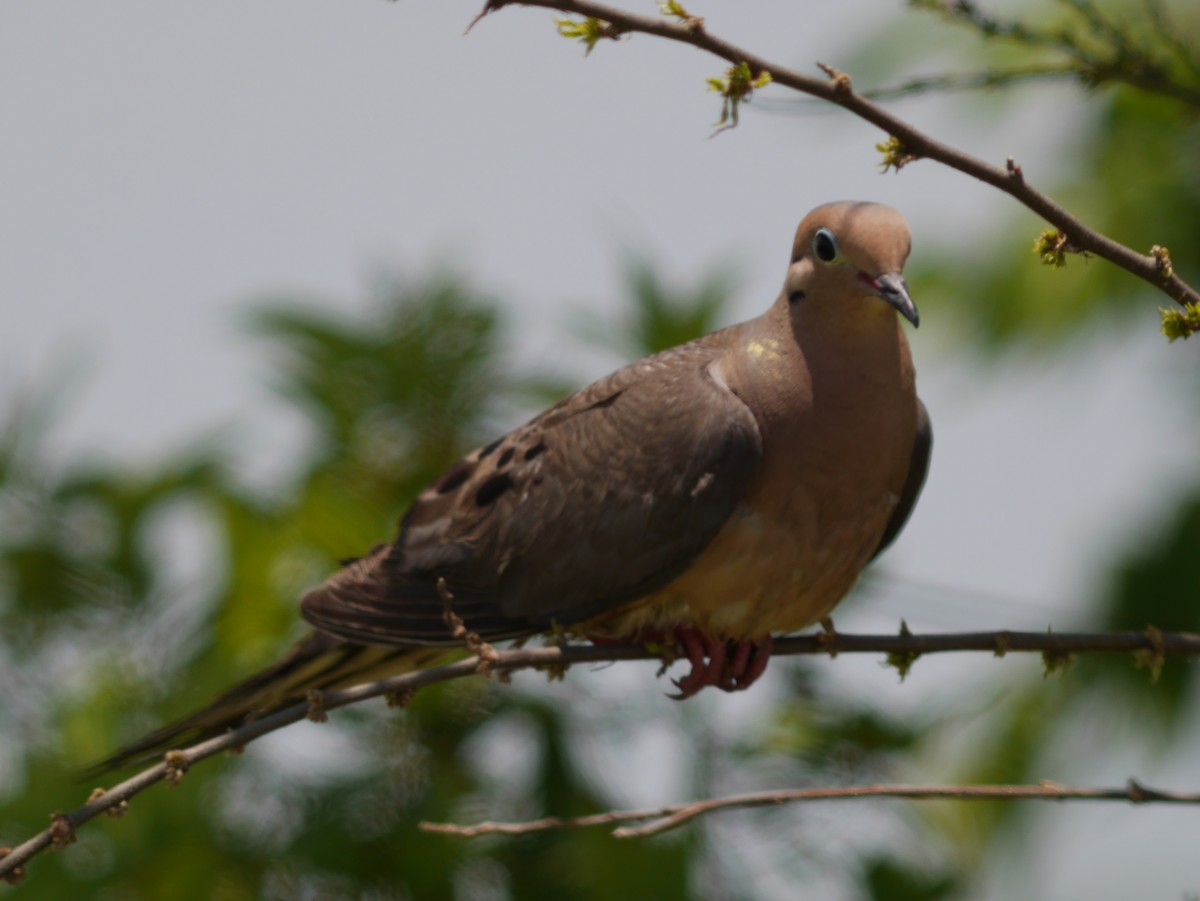 Mourning Dove - Tom George