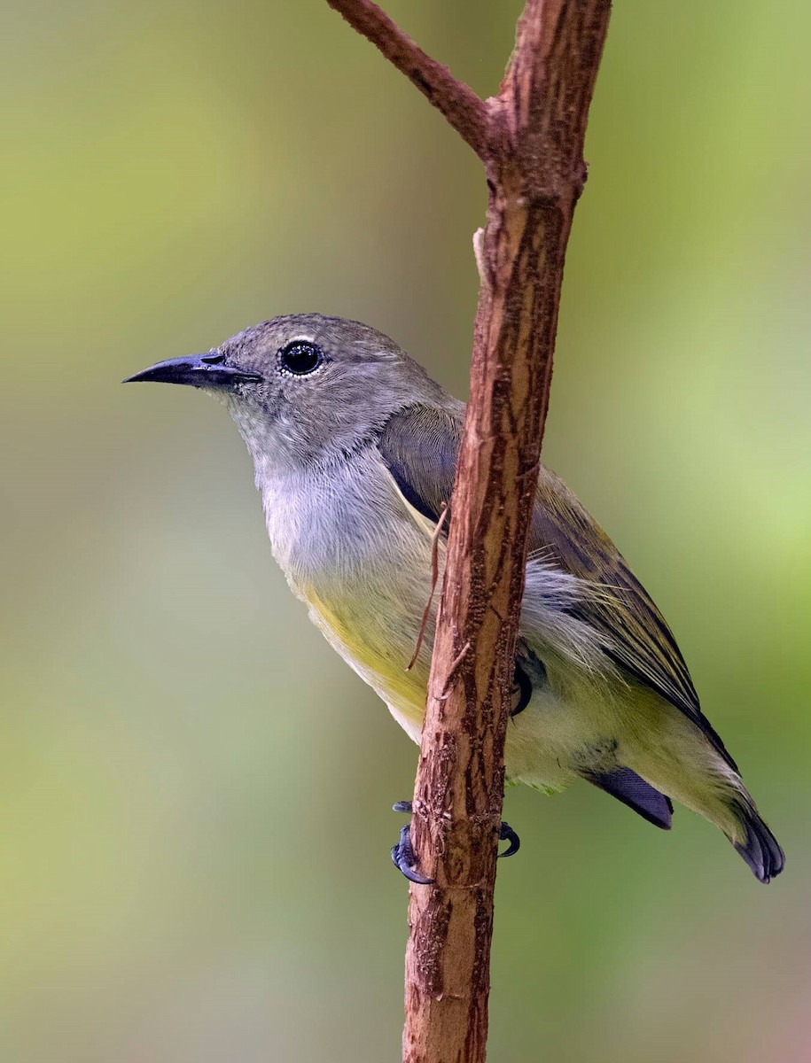 Andaman Flowerpecker - Devang Patel