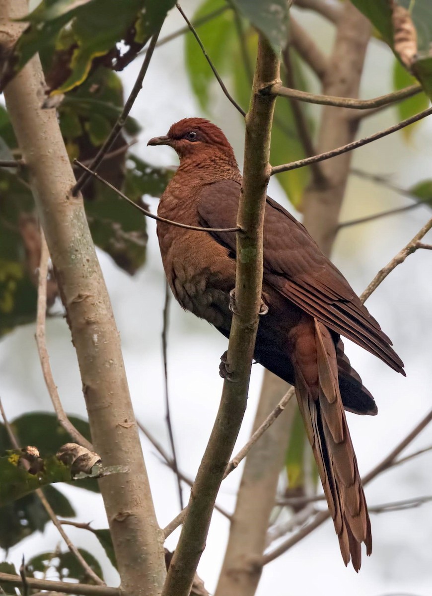 Andaman Cuckoo-Dove - ML244294321