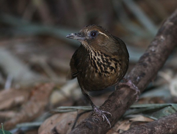 Spot-breasted Laughingthrush - ML244295401