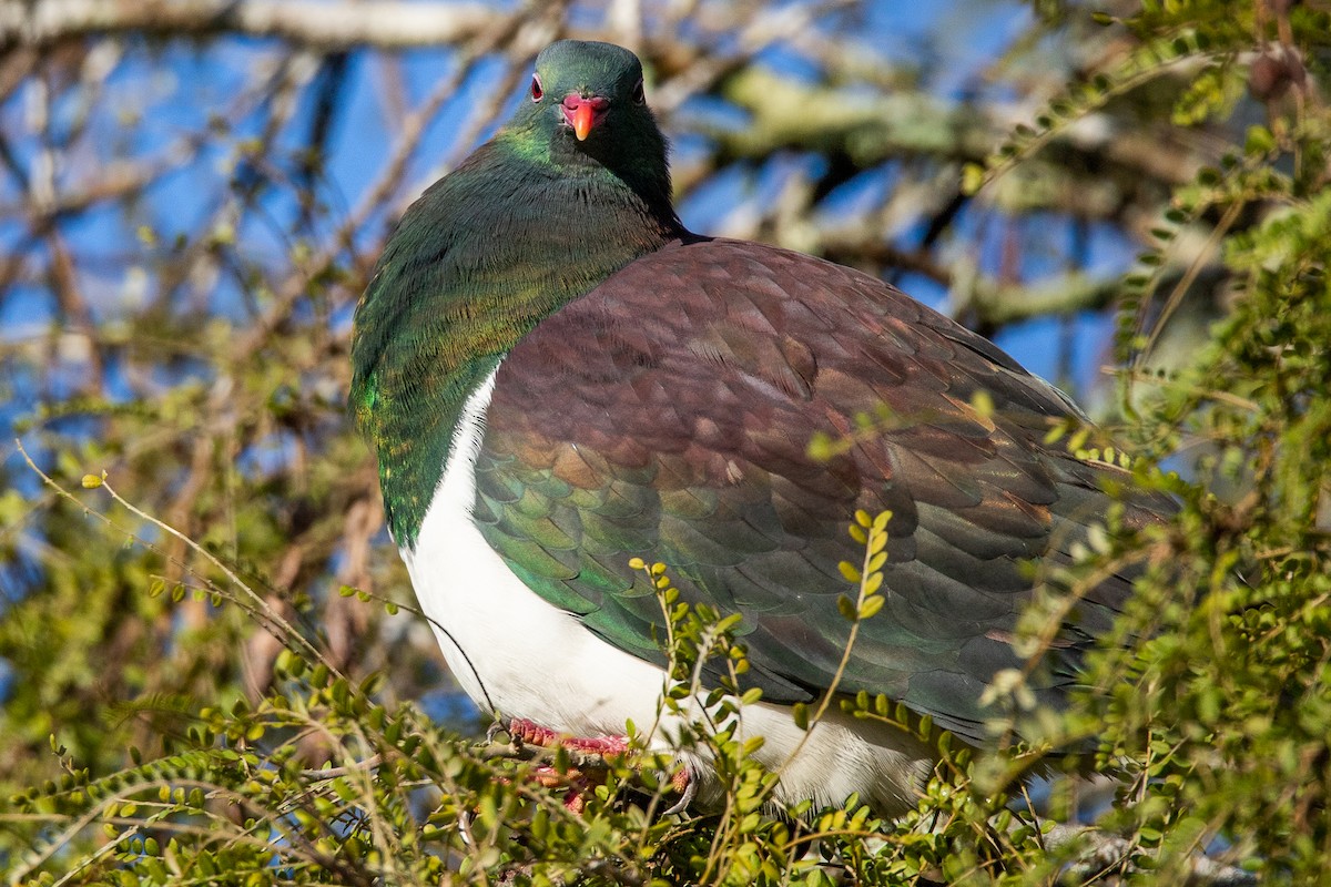 New Zealand Pigeon - ML244296931