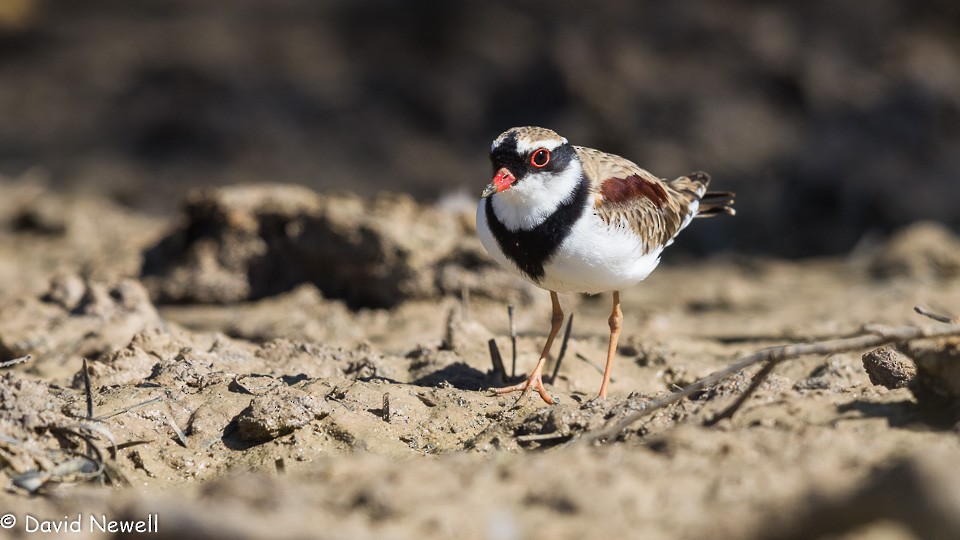 Black-fronted Dotterel - David Newell
